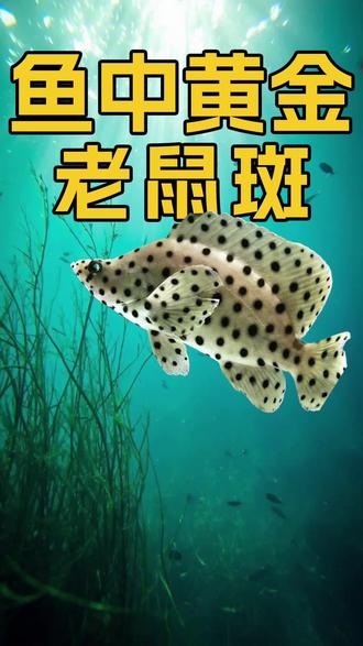 鱼中黄金老鼠斑 #海底青年 #老鼠斑