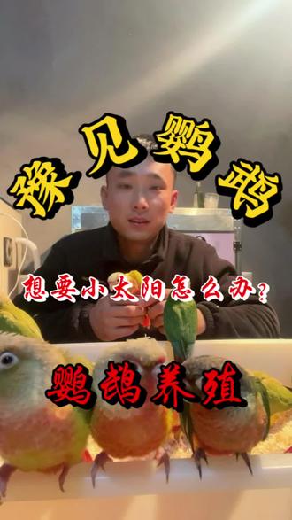 想要一只小太阳鹦鹉搭子怎么办?来,看我视频了解一下。#生活服务热点中心 #鹦鹉日常 #宠物界SPA天花板出现了 #鹦鹉鹦鹉萌萌哒逗鹦鹉 #手养鹦鹉
