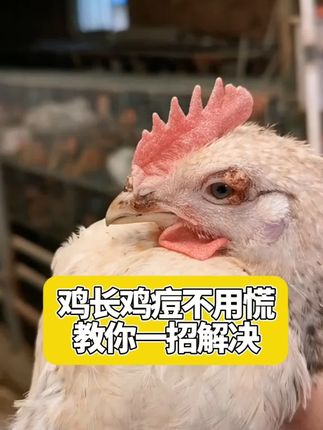 你家里的鸡有没有这种情况#鸡痘 #养鸡 #养鸡人 #养鸡小妙招 #散养土鸡