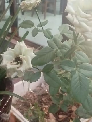 #花开富贵吉祥