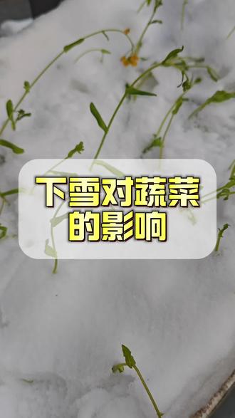 下雪对蔬菜的影响#蔬菜种植#种菜 #三农流量扶持计划 #下雪