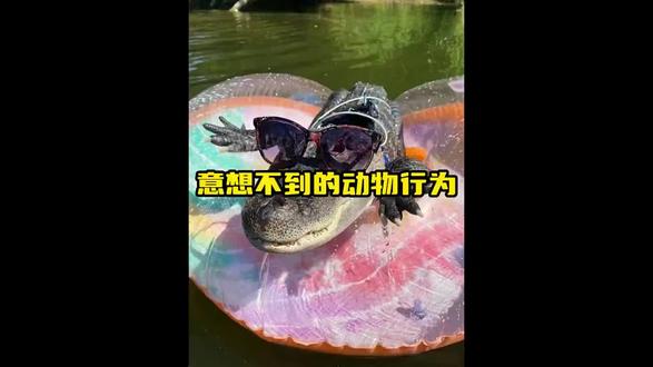 那些让你意想不到的动物行为,大猩猩走路姿势也太搞笑了! #动物的沙雕迷惑行为 #神奇动物 #搞笑动物