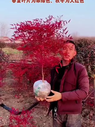 火焰南天竹 天气越冷叶片越红艳,四季不落叶的火焰南天竹!#花园植物 #南天竹 #庭院花园 #火焰南天竹 #庭院花卉