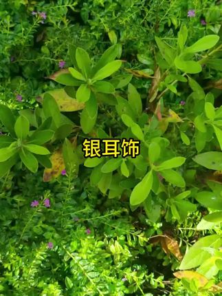 #银耳饰 #好物分享 #好物推荐