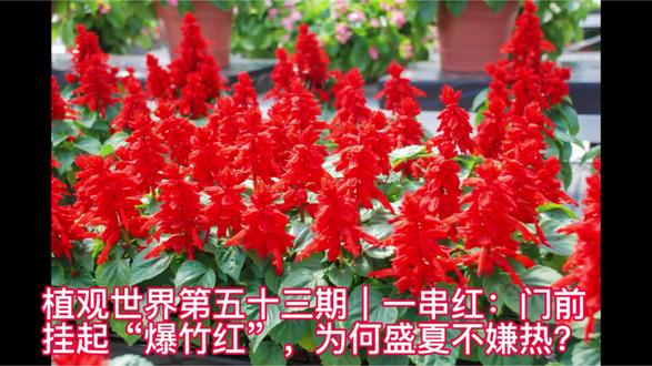 植观世界第五十三期|一串红:门前挂起“爆竹红”,为何盛夏不嫌热?#一串红 #植观世界 #助眠 #红色的花