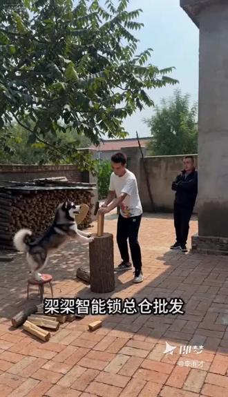 黑驴蛋子爱唱歌 #狗扇蒲扇驴唱歌