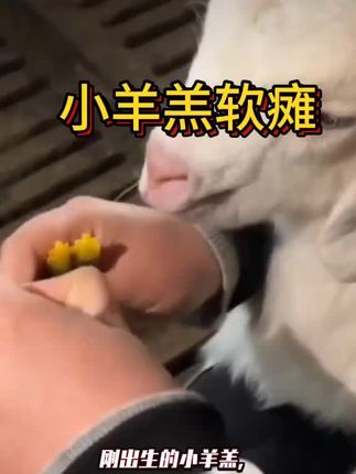 养羊#养殖技术服务#养殖猪牛羊
