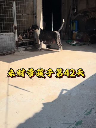 来财带孩子第42天 看看食欲咋样#加纳利来财 #加纳利招财 #加纳利墨骓 #养狗人 #养狗经验分享