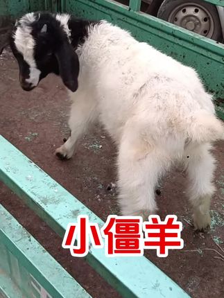 #僵羊 #养羊人 #农村养羊 #养羊