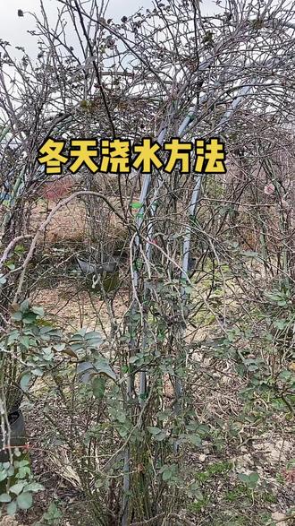 #月季 冬天别忘了浇水