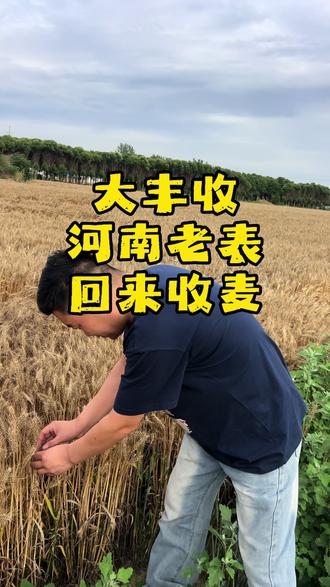 河南老表,呼叫回来收麦!#丰收的季节