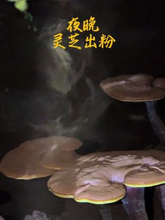 夜晚 灵芝悄悄出粉了 原来每一粒土 都在诉说着生命的供养与馈赠#乡村的生活 #长白山 #灵芝 #灵芝孢子粉