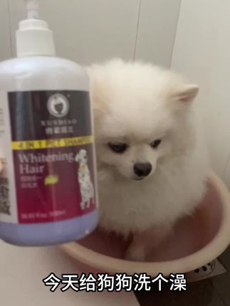 雪貂沐浴露用了3年啦,味道超级好,闻,留香持久,主要是洗完毛毛又亮又顺滑,真的推荐#萌宠好物