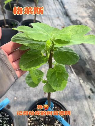 格莱斯无花果树苗发货苗情,带分叉❌❌ #格莱斯 #无花果 #家庭种植 #花卉绿植 #果树盆栽