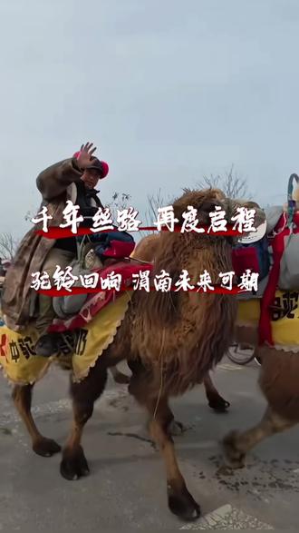 东天山骆驼队路过渭南,一路欢歌笑语,热情相迎!#渭南 #东天山骆驼队 #渭南同城