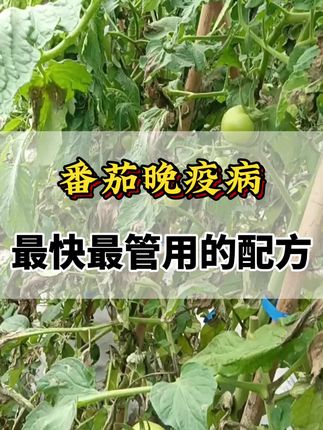 番茄晚疫病,最快最管用的配方#西红柿种植 #番茄晚疫病 #番茄高产 #番茄晚疫病防治