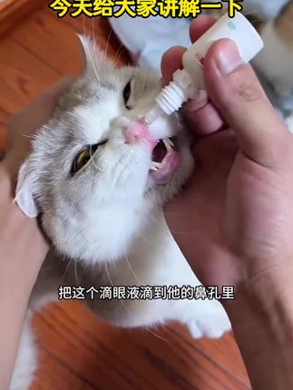 窝喵滴鼻滴眼液10ml流泪泪痕猫咪用#视频同款#上热门#好货