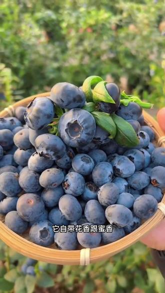 2026年头茬新鲜蓝莓!现采现发云南高山花香蓝莓! 云南蓝莓和丹东蓝莓的区别?#花香蓝莓 #蓝莓自由 #蓝莓 #云南蓝莓 @DOU+小助手 @DOU+上热门