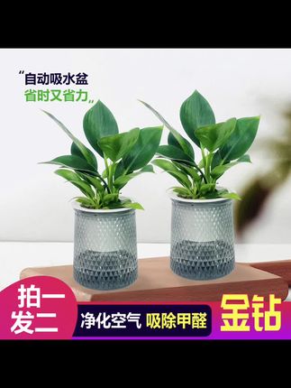 室内净化空气#美观实用 #好物推荐🔥