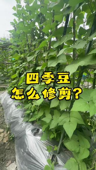 成都种菜:别想太多,好好生活,剩下的交给时间。 #实用信息分享计划 #四季豆种植 #种菜技巧 #家庭种菜 #菜园日常
