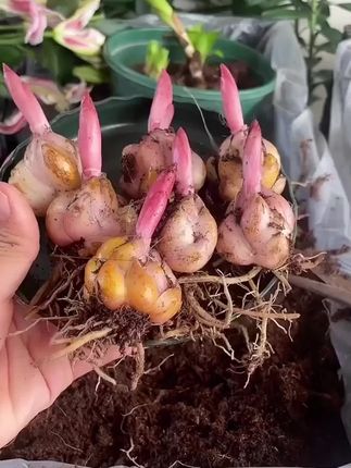 #好物推荐 #好物推荐