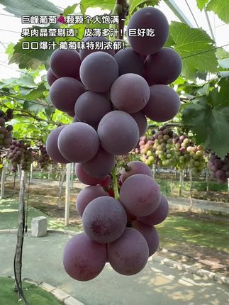 巨峰葡萄🍇口口爆汁巨巨巨好吃!颗颗个大饱满#巨峰葡萄 #葡萄 #新鲜应季水果 #优质水果 #优质农产品