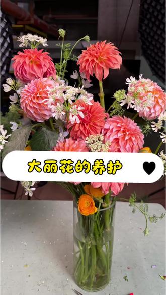 大丽花养护视频来咯#大丽花 #奶油桃子大丽花 #奶油桃子 #鲜花养护