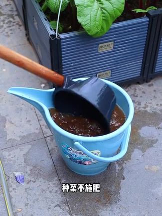 #种菜 不施肥你想糊弄谁#种菜小技巧 #在家种菜 #阳台种植 #家庭种植