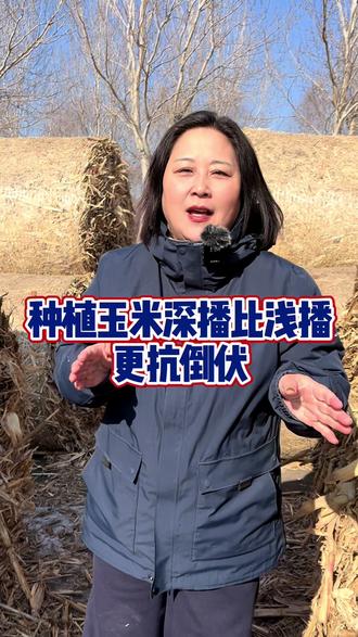 种植玉米深播比浅播更抗倒伏#玉米种植 #春耕#三农流量扶持计划