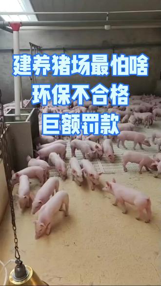 建养猪场最怕环保验收不合格承担巨额罚款#黑膜沼气池 #化粪池 #沉淀池 #养猪场污水处理 #HDPE土工膜
