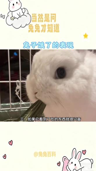 你家兔兔饿了有什么表现呀#兔兔百科 #兔子科普 #科学养兔 #兔子 #养兔人