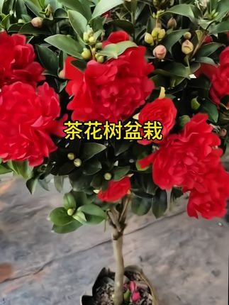 #茶花 #家庭养花 #花卉绿植 #阳台小院均可种植 #山茶花 @DOU+上热门