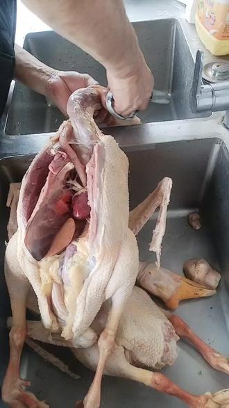 朋友们有要鸡,鸭,鹅的联系我,上面也有定位可以直接来自己抓
19908684891