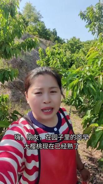 #露天大樱桃#大樱桃采摘
齐早大樱桃,早大果大樱桃已成熟