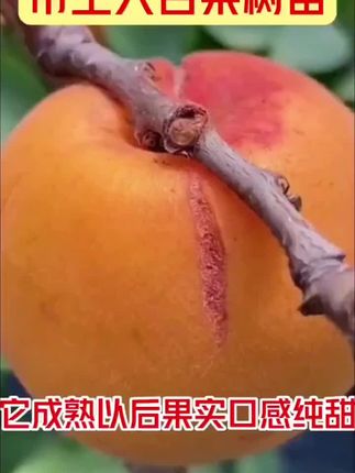 新品帝王杏树苗特大早熟杏子苗耐寒南北方种植盆地栽结果果树苗#帝王杏树苗