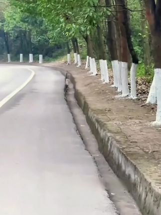 果攸涂白剂果树树干涂白剂防冻防寒树木涂白可喷涂#树干涂白 #果攸涂白剂 #果树涂白