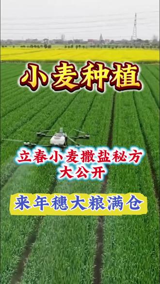 立春小麦撒盐秘方大公开,来年穗大粮满仓#小麦种植#小麦高产#小麦管理#小麦#三农