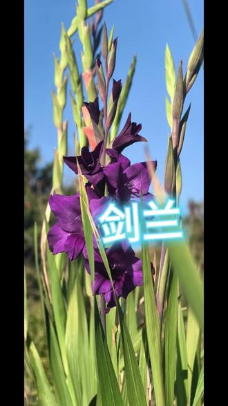 #花园生活 #剑兰 开花啦,忍不住想要分享给你们