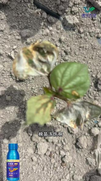 请坚定选择我们的农莱喜——叶肽酶复合配方,解毒+修复+补营养一步到位。#建华农业 #农莱喜抗逆修复#田间冻害管理技巧#农资田间实用方案