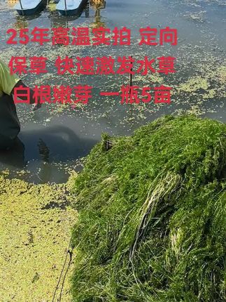常州致远水草大救星,保草常备#水产养殖