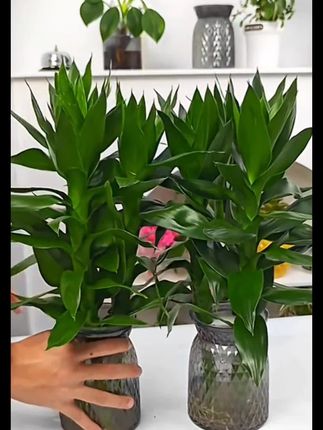 教孩子学会“吵架”,不惹事也不能怕事,在善良中带有一些锋芒,避免社交伤害#亲子教育#正确的引导孩子陪伴孩子 #家长必读
