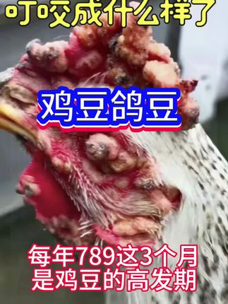 #养殖人#养殖不易#农村创业养殖#鸡豆#鸽豆