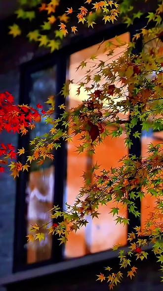 《风雨潇潇路迢迢》这首歌真的太好听啦!