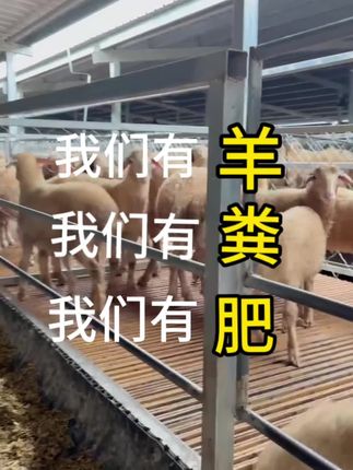 我家有羊、有粪、有肥、 就是没有假羊、粪、肥#发酵羊粪 #阳台种植 #种植小技巧