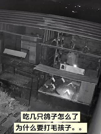 爱猫频道之咪咪插翅难飞#爱猫 #萌宠出道计划 #胆小慎入 #女性力量 #猎奇