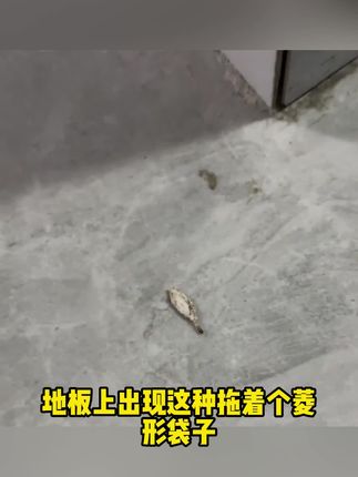 家里有衣蛾出现,一定要及时灭杀#杀虫剂 #衣蛾 #衣蛾幼虫 #衣蛾的危害 #衣蛾消杀