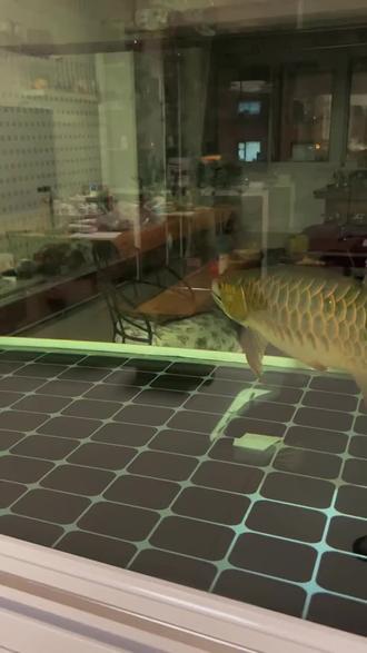 啥都敢吃啊,鲶鱼给吞了……#观赏鱼