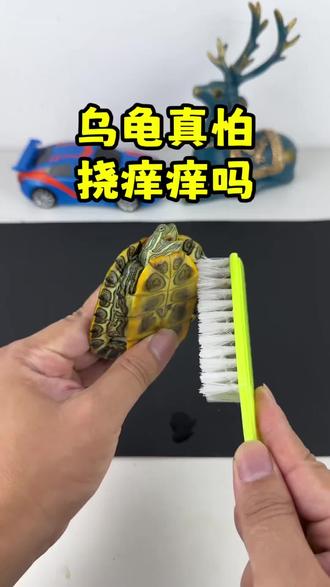 给小乌龟挠痒痒,他真的会哈哈大笑吗?#实验 #揭秘 #一口气看完系列 #搞笑 #真实生活分享计划