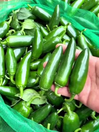 特辣东北港椒嘎嘎辣的过瘾!#辣椒 #港椒 #泡椒 #辣的过瘾