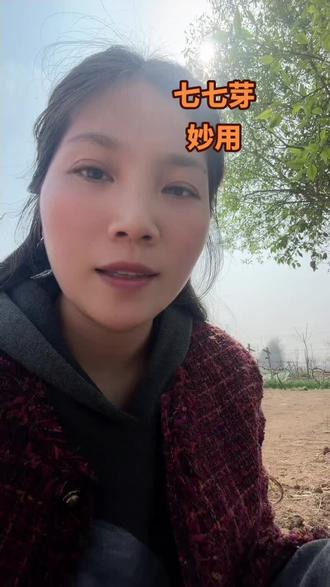 七七芽的妙用,叔叔阿姨们你们都知道吗?